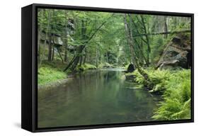 Krinice River Flowing Through Wood, Ceske Svycarsko - Bohemian Switzerland Np, Czech Republic-Ruiz-Framed Stretched Canvas