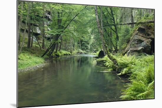 Krinice River Flowing Through Wood, Ceske Svycarsko - Bohemian Switzerland Np, Czech Republic-Ruiz-Mounted Photographic Print