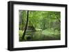 Krinice River Flowing Through Wood, Dlouhy Dul, Ceske Svycarsko, Czech Republic-Ruiz-Framed Photographic Print