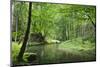 Krinice River Flowing Through Wood, Dlouhy Dul, Ceske Svycarsko, Czech Republic-Ruiz-Mounted Photographic Print