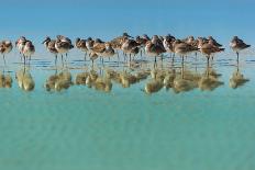Group of Willets Reflection on the Beach Florida's Wildlife-Kris Wiktor-Photographic Print