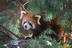 Red Panda in the Pine Trees-Kris Wiktor-Photographic Print