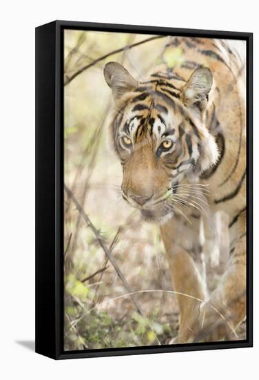 Krishna, T19, Royal Bengal Tiger (Tigris Tigris), Ranthambhore, Rajasthan, India-Janette Hill-Framed Stretched Canvas