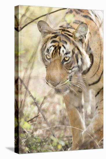 Krishna, T19, Royal Bengal Tiger (Tigris Tigris), Ranthambhore, Rajasthan, India-Janette Hill-Stretched Canvas