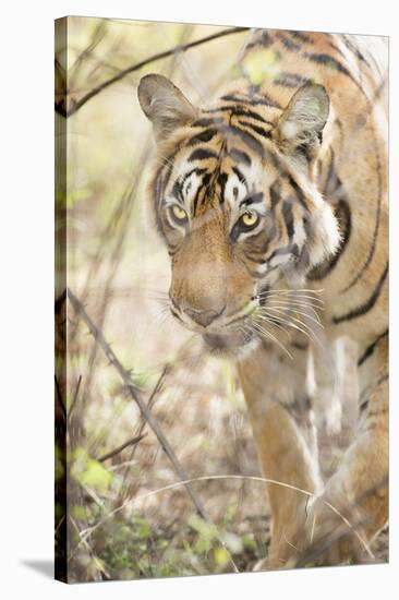 Krishna, T19, Royal Bengal Tiger (Tigris Tigris), Ranthambhore, Rajasthan, India-Janette Hill-Stretched Canvas