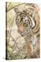 Krishna, T19, Royal Bengal Tiger (Tigris Tigris), Ranthambhore, Rajasthan, India-Janette Hill-Stretched Canvas