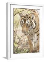 Krishna, T19, Royal Bengal Tiger (Tigris Tigris), Ranthambhore, Rajasthan, India-Janette Hill-Framed Photographic Print
