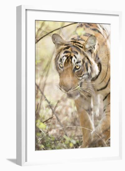 Krishna, T19, Royal Bengal Tiger (Tigris Tigris), Ranthambhore, Rajasthan, India-Janette Hill-Framed Photographic Print