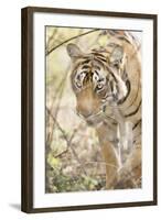 Krishna, T19, Royal Bengal Tiger (Tigris Tigris), Ranthambhore, Rajasthan, India-Janette Hill-Framed Photographic Print