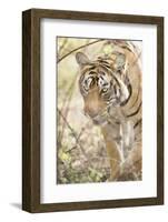 Krishna, T19, Royal Bengal Tiger (Tigris Tigris), Ranthambhore, Rajasthan, India-Janette Hill-Framed Photographic Print