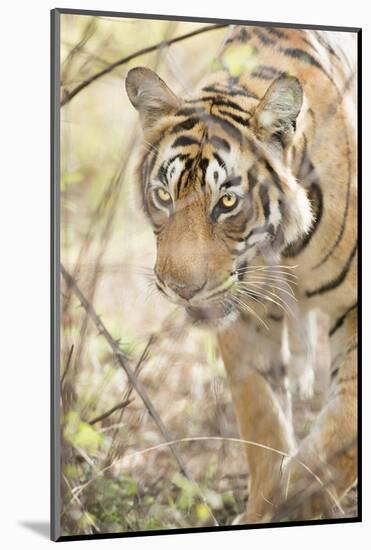 Krishna, T19, Royal Bengal Tiger (Tigris Tigris), Ranthambhore, Rajasthan, India-Janette Hill-Mounted Photographic Print