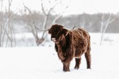 Snow Covered Highland Cow-Krista Mosakowski-Giclee Print