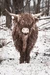 Snow Covered Highland Cow-Krista Mosakowski-Giclee Print