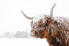 Yearling Cow in Snow-Krista Mosakowski-Giclee Print
