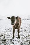 Highland Cow in Snowy Field-Krista Mosakowski-Giclee Print