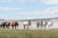 Herd of wild Onaqui horses trotting in dust, USA-Kristel Richard-Photographic Print