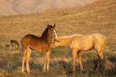 Two wild Onaqui colts greeting one another, USA-Kristel Richard-Photographic Print