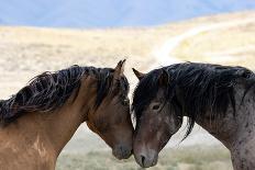 Eagle Hunter Mounted On Mongolian Horse With Female Golden Eagle (Aquila Chrysaetos)-Kristel Richard-Photographic Print