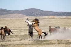 Herd of wild Onaqui horses trotting in dust, USA-Kristel Richard-Photographic Print