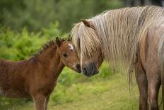 Wild Onaqui stallions fighting for dominance, USA-Kristel Richard-Photographic Print