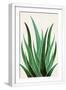 White Frame