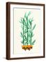 Brown Frame