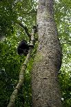 Africa, Uganda, Kibale National Park. Male chimpanzee relaxes in a tree observing his surroundings.-Kristin Mosher-Framed Photographic Print