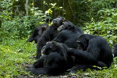 Tanzania, Gombe Stream NP, Female Chimpanzee Sitting at National Park-Kristin Mosher-Photographic Print