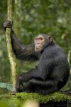 Africa, Uganda, Kibale National Park. Chimpanzee males viewing a female.-Kristin Mosher-Photographic Print