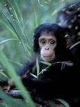 Africa, Uganda, Kibale National Park. Young chimpanzee listening.-Kristin Mosher-Photographic Print