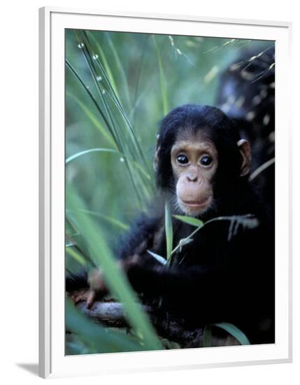 Framed Photographic Print, , large