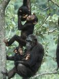 Infant Chimpanzee, Gombe National Park, Tanzania-Kristin Mosher-Photographic Print