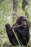 Tanzania, Gombe Stream NP, Female Chimpanzee Sitting at National Park-Kristin Mosher-Photographic Print