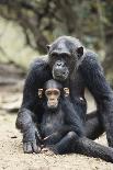 Tanzania, Gombe Stream NP, Mother Chimp and Her Child Sitting-Kristin Mosher-Photographic Print