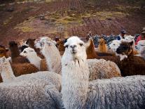 Llama and Alpaca Herd, Lares Valley, Cordillera Urubamba, Peru-Kristin Piljay-Photographic Print
