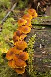 Orange mushrooms growing on a log in a forest, Sechelt, British Columbia, Canada-Kristin Piljay-Photographic Print