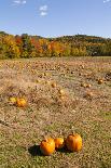 Pumpkin patch and autumn leaves in Vermont countryside, USA-Kristin Piljay-Photographic Print