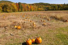 Pumpkin patch and autumn leaves in Vermont countryside, USA-Kristin Piljay-Photographic Print