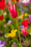 Opium Poppy, Thailand-Kristin Piljay-Photographic Print