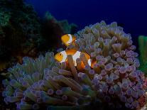 Detail of the Purple Anemone Coral with Couple of Indonesian Anemone Fish. Orange Fishes Hiding Ins-Kristina Vackova-Photographic Print