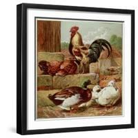 Kronheim's Chicken, Rooster and Ducks in Farmyard, from Aunt Louisa's Birthday Gift-null-Framed Photographic Print