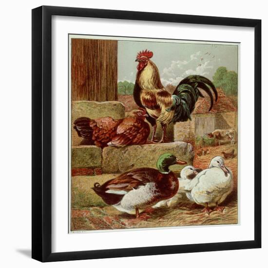 Kronheim's Chicken, Rooster and Ducks in Farmyard, from Aunt Louisa's Birthday Gift-null-Framed Photographic Print