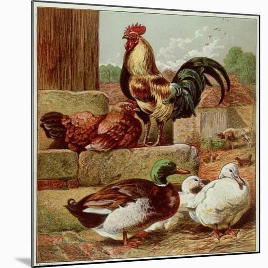 Kronheim's Chicken, Rooster and Ducks in Farmyard, from Aunt Louisa's Birthday Gift-null-Mounted Photographic Print