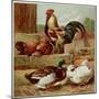 Kronheim's Chicken, Rooster and Ducks in Farmyard, from Aunt Louisa's Birthday Gift-null-Mounted Photographic Print