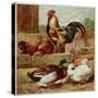 Kronheim's Chicken, Rooster and Ducks in Farmyard, from Aunt Louisa's Birthday Gift-null-Stretched Canvas