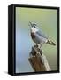 Kruper's Nuthatch in Pine Tree Calling-null-Framed Stretched Canvas