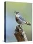 Kruper's Nuthatch in Pine Tree Calling-null-Stretched Canvas