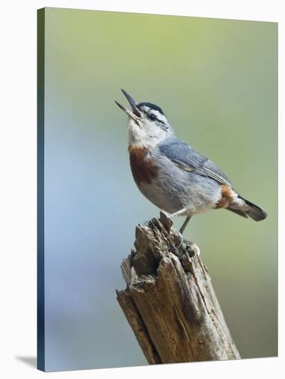 Kruper's Nuthatch in Pine Tree Calling-null-Stretched Canvas