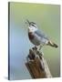 Kruper's Nuthatch in Pine Tree Calling-null-Stretched Canvas