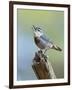 Kruper's Nuthatch in Pine Tree Calling-null-Framed Photographic Print